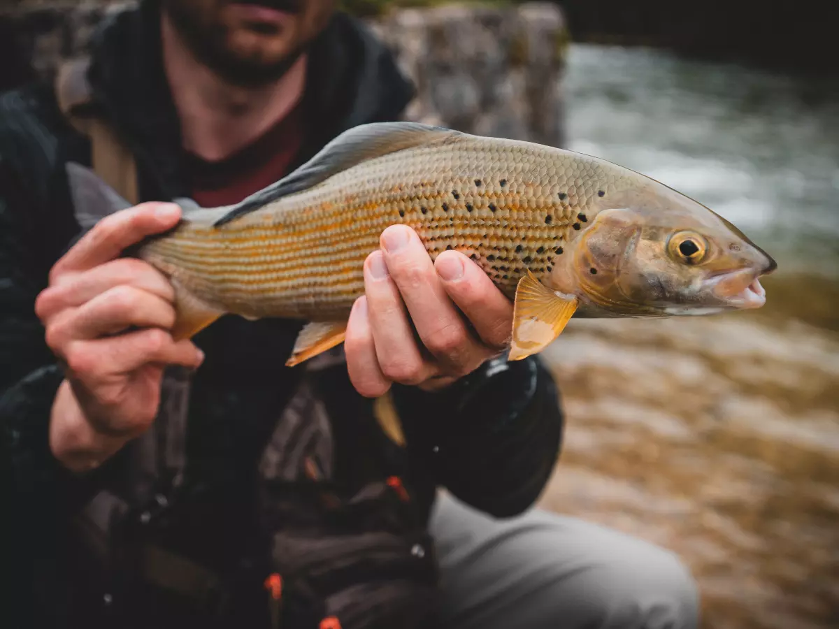 Angler mit gefangener Äsche