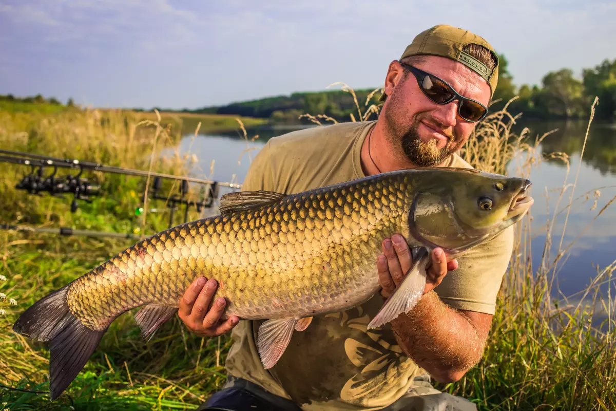 Angler mit gefangenem Graskarpfen im Sommer