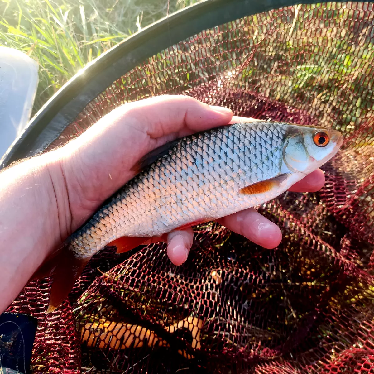 Rotauge im Kescherkopf gehalten von einem Angler im September