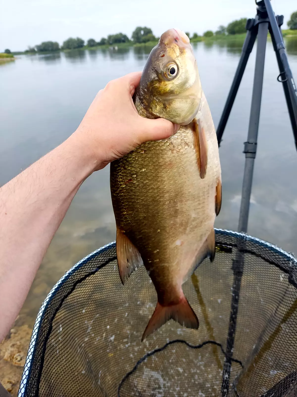 Brassen aus der Elbe gehalten von einem Angler