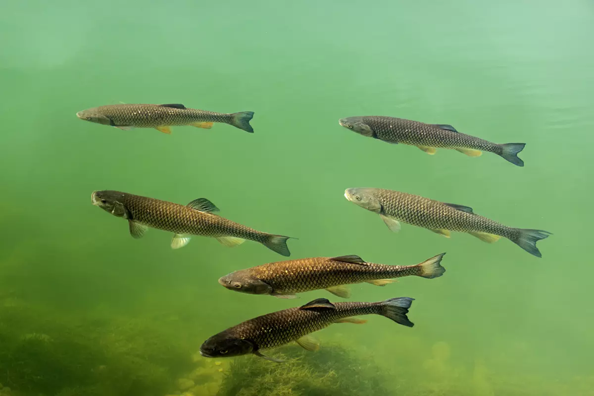 Schwarm großer Döbel an der Wasseroberfläche