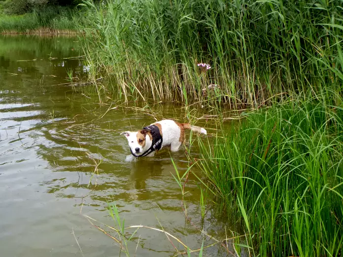 Hund spielt am neuen See