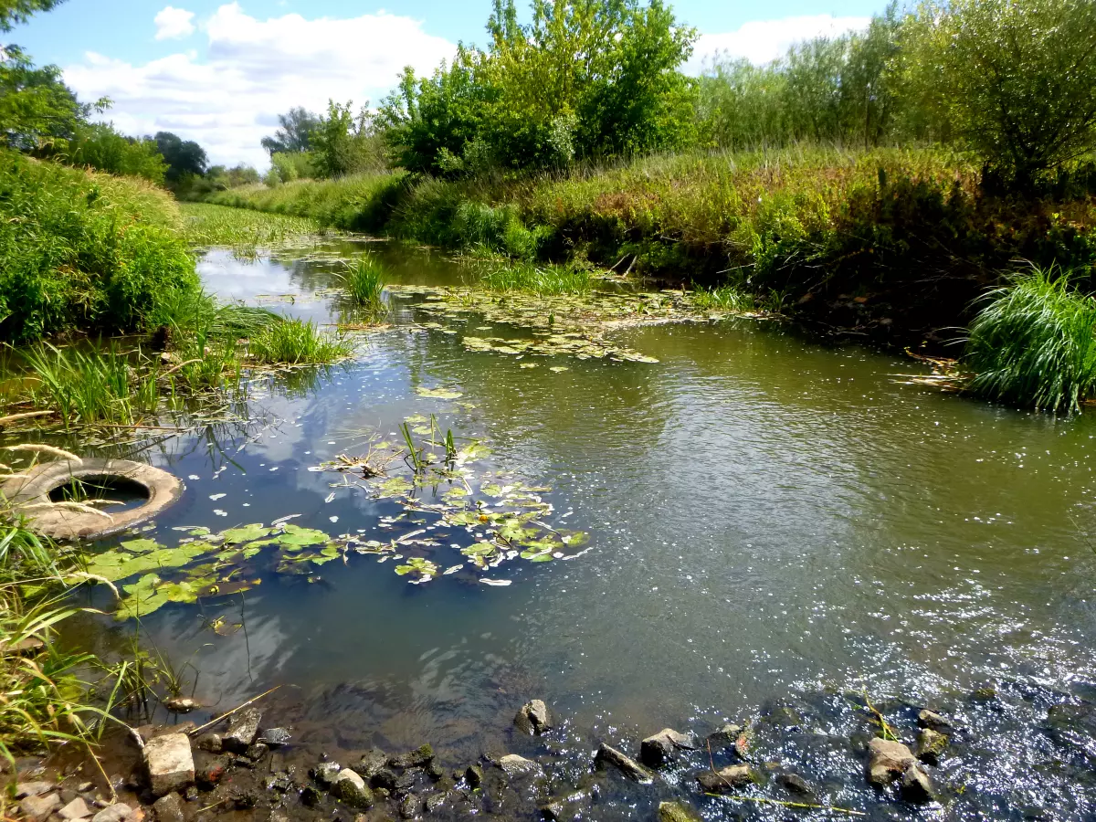 Kleiner Fluss bei normalem Pegelstand mit Seerosen