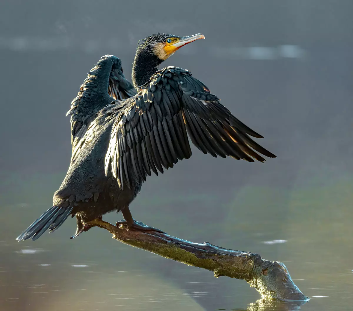 Kormoran lauert auf Äschen