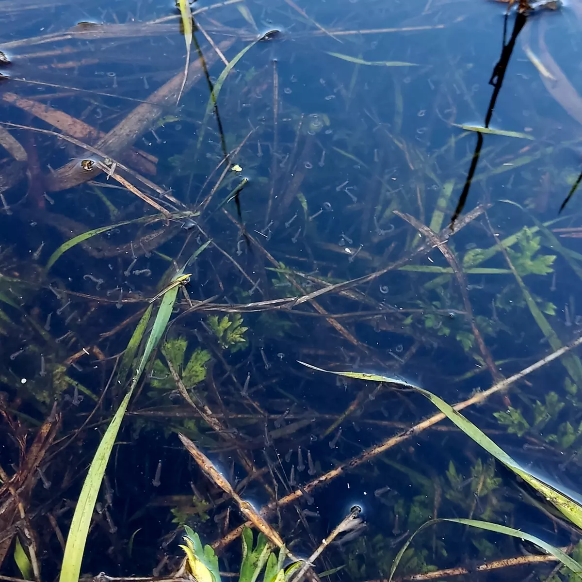 Mückenlarven an einem kleinen Fluss im September Hochwasser