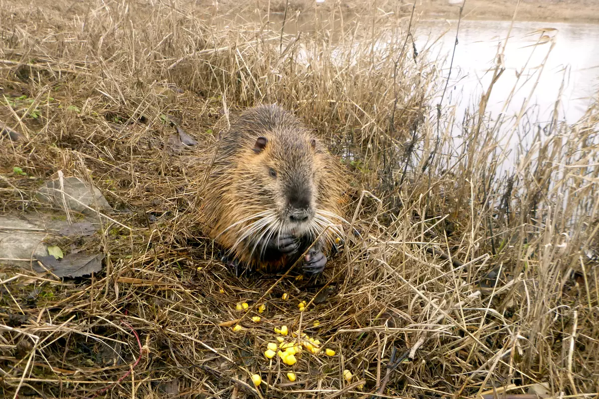 Nutria beim Angeln